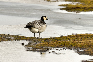 Bernache nonnette, Branta leucopsis, Barnacle Goose, Norvège, Spitzberg, Svalbard