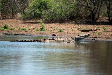 Crocodile du Nil , Crocodylus niloticus, Afrique du Sud
