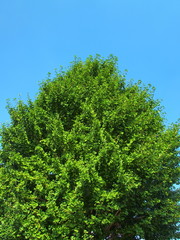 真夏の銀杏の大木と青空