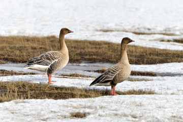 Naklejka na ściany i meble Oie à bec court, .Anser brachyrhynchus, Pink footed Goose, Spitzberg, Svalbard, Norvège