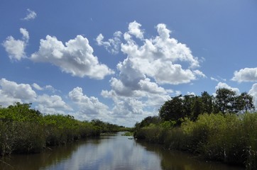 Obraz na płótnie Canvas Swamp river