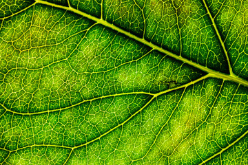 Background image of a leaf of a tree close up. A green leaf of a tree is a big magnification. Macro shooting.