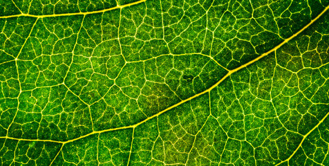 Background image of a leaf of a tree close up. A green leaf of a tree is a big magnification. Macro shooting.