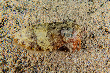 squid in the Red Sea Colorful and beautiful, Eilat Israel