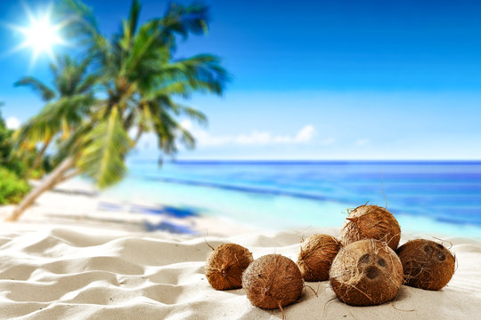 Coconuts and palm tree on the sandy beach.