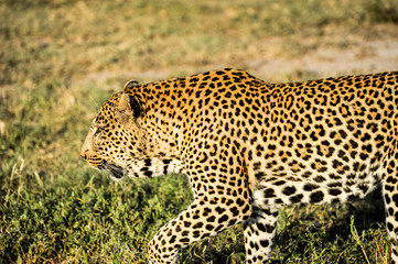 Fototapeta na wymiar Leopard Walking Through Green Grass
