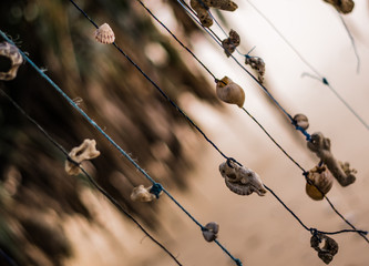 Shell jewelery hangs on a tree on threads in the tropical resort of Hikkaduwa in Sri Lanka