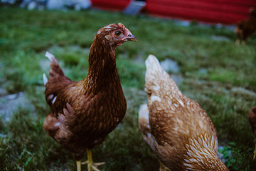 hen and chicks
