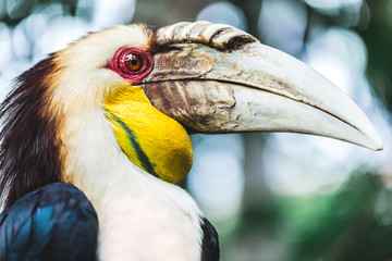 Male Bar-pouched Wreathed Hornbill portrait close up. Endangered beautiful bird in Bali bird park