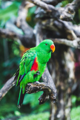 Female Solomon Island Eclectus green Parrot - Eclectus roratus solomonensis, cose up