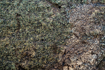 The texture of the stone overgrown with moss. Background image of a boulder
