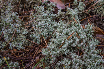 Moss on the surface of the soil in the forest close-up
