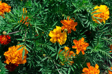 Orange marigolds on the flower bed. Flower photo background