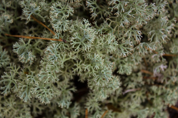 Moss on the surface of the soil in the forest close-up
