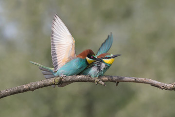 Couple of European bee eaters in breeding season (Merops apiaster)