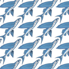 Exocoetidae or Flying fish hand drawing