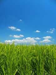 夏の田圃と青空風景