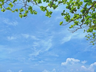 A tree with green leaves with the sky and clouds