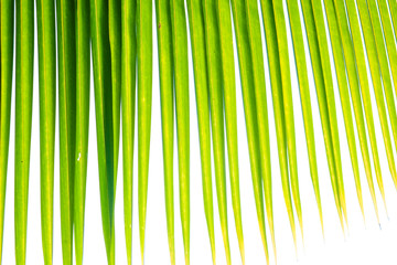 Green leaf coconut palm tropical rainforest tree