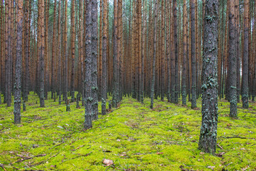 Coniferous forest with smooth parallel trunks of pine trees and soft green moss on a summer day