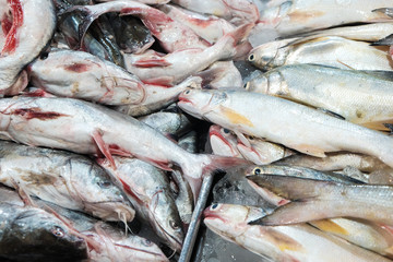 Fresh sea fish sell in local fishery market in Samutprakan