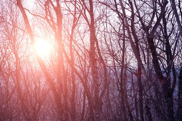Cold winter morning in the forest against the backdrop of sunset or dawn