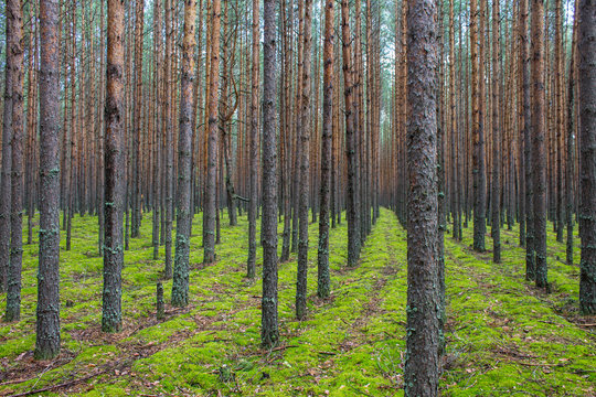 Coniferous forest with smooth parallel trunks of pine trees and soft green moss on a summer day