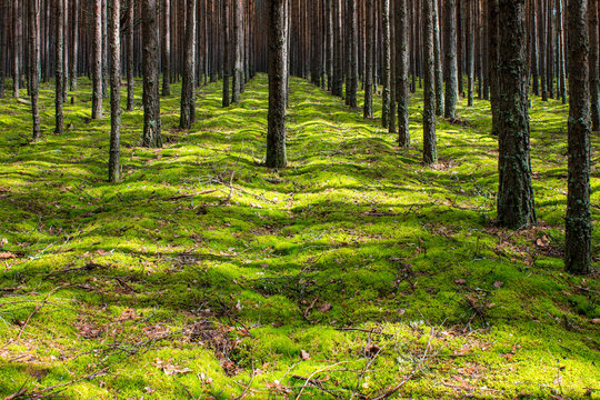Coniferous forest with smooth parallel trunks of pine trees and soft green moss on a summer day