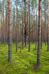 Fototapeta premium Coniferous forest with smooth parallel trunks of pine trees and soft green moss on a summer day