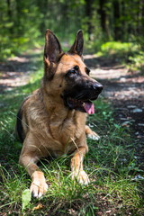 Adult German Shepherd Dog Laying Down on Grass in Forest