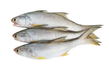 Fourfinger threadfin fish isolated on white background