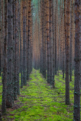 Coniferous forest with smooth parallel trunks of pine trees and soft green moss on a summer day