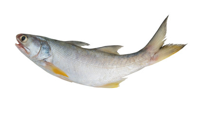 Threadfin fish isolated on white, Eleutheronnema teradactylus