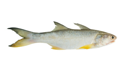 Fototapeta premium Ryby Threadfin na białym tle