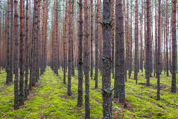 Fototapeta premium Coniferous forest with smooth parallel trunks of pine trees and soft green moss on a summer day