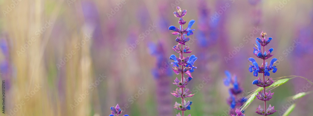 Wall mural nature background - banner - web header template - website simple design