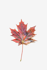 Red maple leaf on beige background. Autumn concept. Fall flat lay