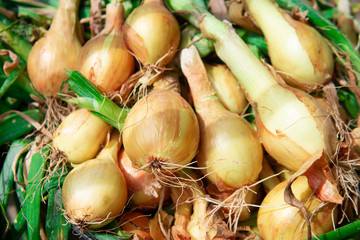 Golden bulb onion close-up. Organic products. Freshly collected from the ground