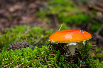 Red mushroom fly agaric in the forest closeup