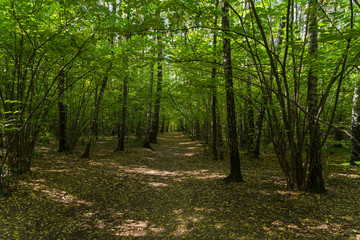 Footpath in the forest park.