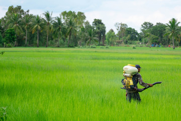 Thai farmers Southeast Asia in the monsoon zone is spraying fertilizer beads in green rice fields with a pressure sprayer in the back.
