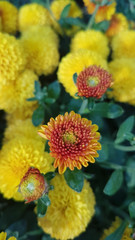 Bright autumn background of blooming chrysanthemums