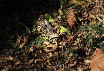 Eidechsen der Kanaren Insel Teneriffa in freier Natur. Die Kanareneidechsen leben endemisch auf den Kanarischen Inseln. Gerade die großen Exemplare bevorzugen dabei Höhenlagen von mehr als 1500 Metern