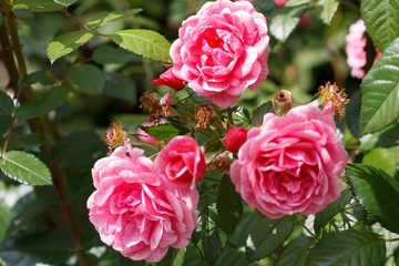 three rose flower garden roses on a background of a Bush closeup