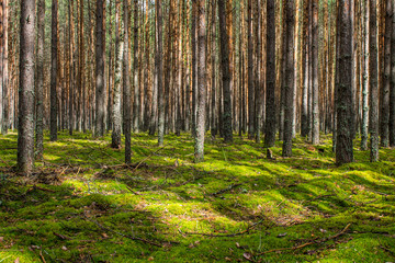 Obraz premium Coniferous forest with smooth parallel trunks of pine trees and soft green moss on a summer day