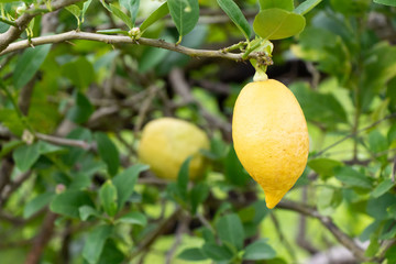 Yellow color of fresh lemon with leaf background