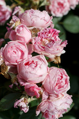 fading and fresh flowers of garden rose on shrub background close-up