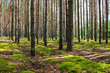 Coniferous forest with smooth parallel trunks of pine trees and soft green moss on a summer day