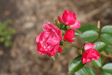 three rose flower garden roses on a background of a Bush closeup