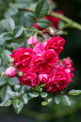 several flowers of a red rose on a garden Bush close-up